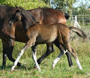 Stutfohlen von Alter Fritz u.d. Gloriette, Vollschwester zu Greta Garbo und Gracia Patrizia