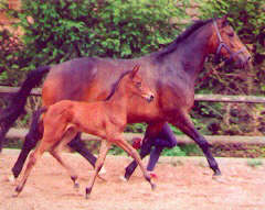 Gloriette by Kostolany and her filly by Upan la Jarthe AA