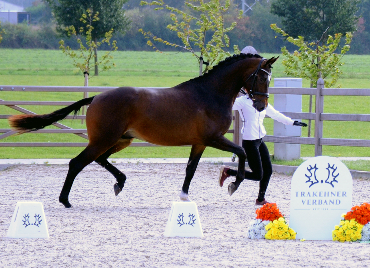 Gentle Motion - Trakehner Hengst von High Motion u.d. Elitestute Greta Garbo auf der Sommerweide  
 Foto: Beate Langels