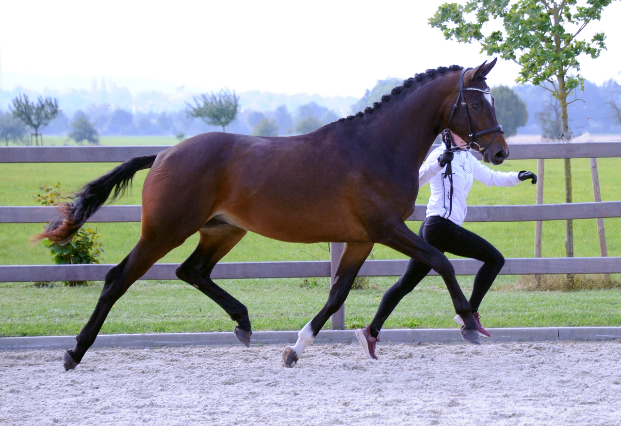 Gentle Motion - Trakehner Hengst von High Motion u.d. Elitestute Greta Garbo auf der Sommerweide  
 Foto: Beate Langels