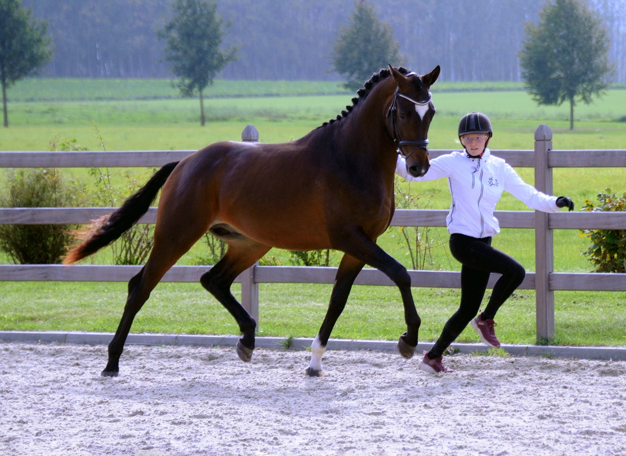 Gentle Motion - Trakehner Hengst von High Motion u.d. Elitestute Greta Garbo auf der Sommerweide  
 Foto: Beate Langels