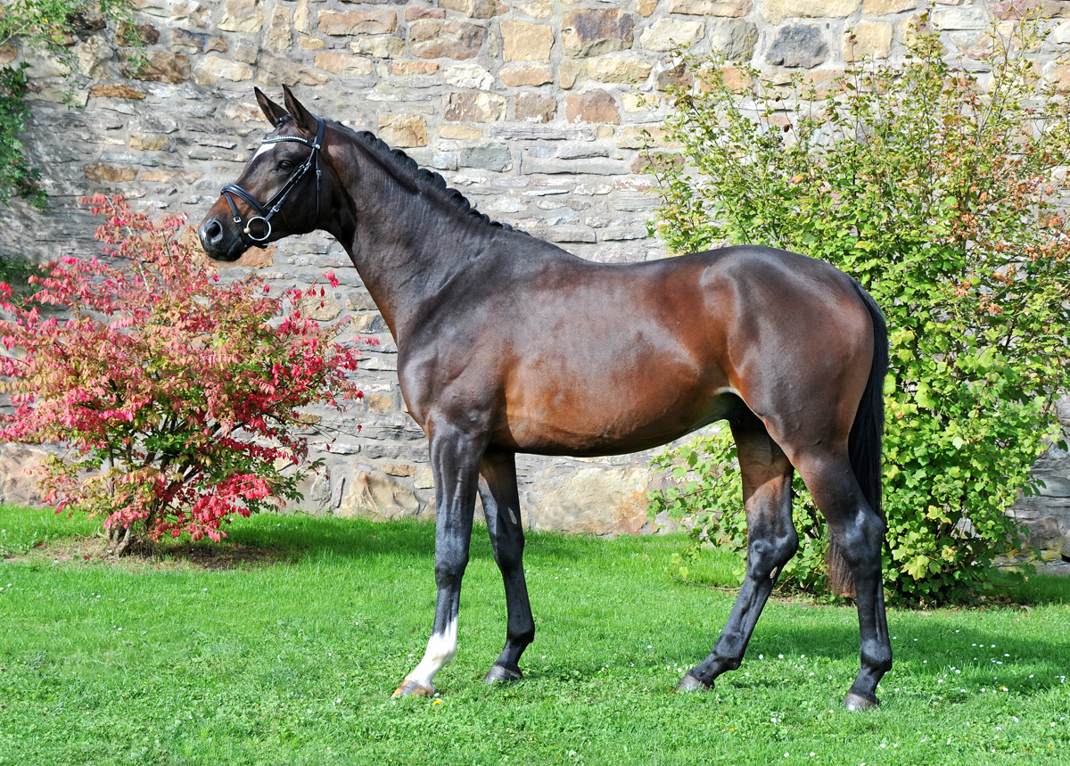 Gentle Motion - Trakehner Hengst von High Motion u.d. Elitestute Greta Garbo auf der Sommerweide  
 Foto: Beate Langels