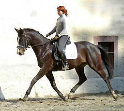 Trakehner Wallach Golany v. Summertime u.d. Greta Garbo v. Alter Fritz