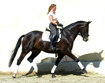 4jhriger Trakehner Wallach von Summertime u.d. Greta Garbo v. Alter Fritz - Gestt Hmelschenburg