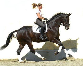 Golany - 4years old Trakehner Colt by Summertime