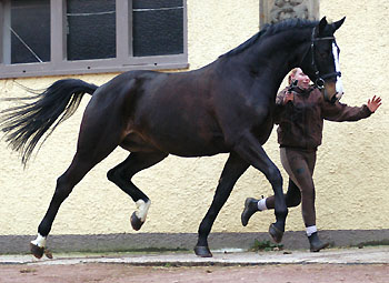 Golany - Trakehner Wallach v. Summertime u.d. Greta Garbo v. Alter Fritz, Gestt Hmelschenburg - Beate Langels