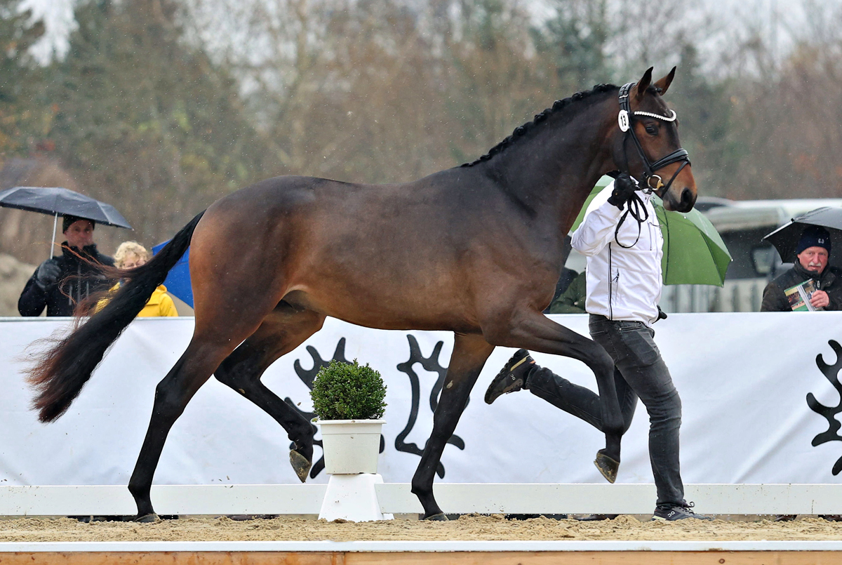 Trakehner Stallion Goldkurs, Breeder: Bernhad Langels, 
Owner Julia and Volker R�we - Gest�t H�melschenburg
