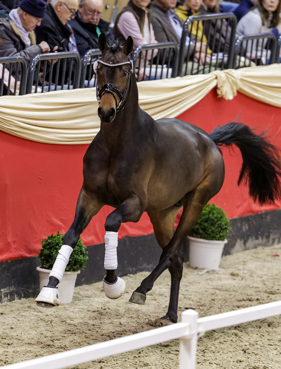 Trakehner Hengst Goldkurs u.d. Pr., St.Pr. u. Elitestute Gardema� von Shavalou u.d. Elitestute Gloriette v. Kostolany  - Gest�t H�melschenburg - Beate Langels