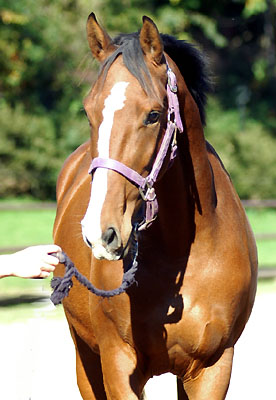 Goliath von Shavalou u.d. Guendalina v. Red Patrick xx