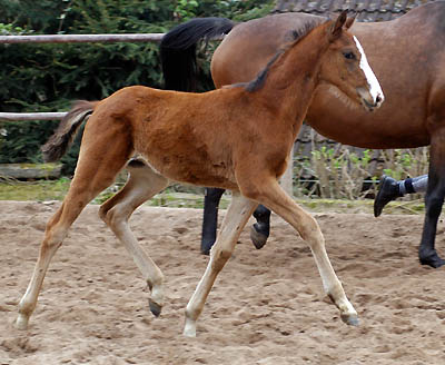 Trakehner Hengstfohlen von Shavalou - Red Patrick xx