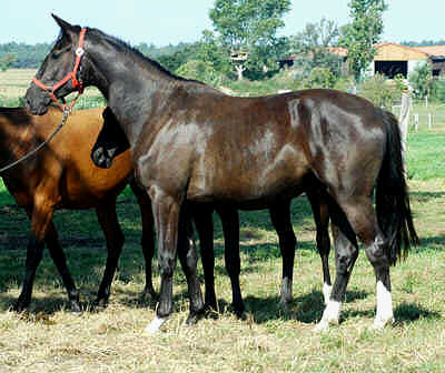 Jhrlingsstute von Alter Fritz u.d. Gloriette, Vollschwester zu Greta Garbo und Gracia Patrizia