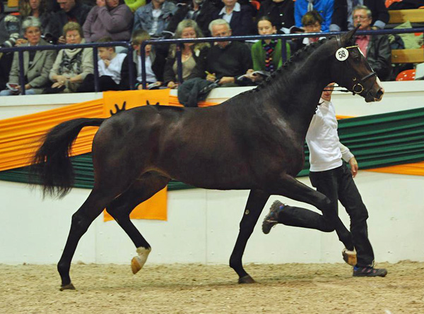 Trakehner Hengst Grand Corazn von Symont u.d. Pr.u.StPrSt. Guendalina v. Red Patrick xx - Trakehner Gestt Hmelschenburg - fotografiert von Dr. Peter Richterich