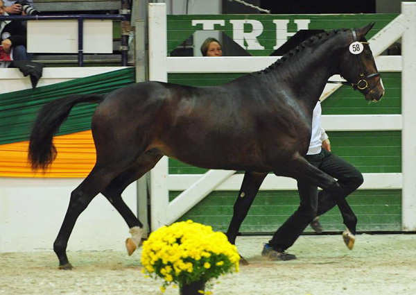 Trakehner Stallion Grand Corazn by Symont out of Pr.a.StPrSt. Guendalina by Red Patrick xx  - Trakehner Gestt Hmelschenburg - fotografiert von Dr. Peter Richterich