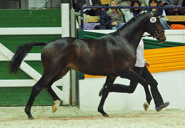 Trakehner Hengst Grand Corazn von Symont u.d. Pr.u.StPrSt. Guendalina v. Red Patrick xx - Trakehner Gestt Hmelschenburg - fotografiert von Dr. Peter Richterich