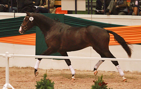 Trakehner Stallion Grand Corazn by Symont out of Pr.a.StPrSt. Guendalina by Red Patrick xx  - Trakehner Gestt Hmelschenburg - fotografiert von Simone Schnbeck