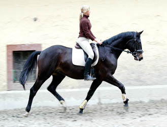 Trakehner Gelding GOLANY by Summertime out of Greta Garbo by Alter Fritz