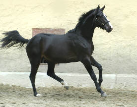 2years old stallion by Summertime out of Greta Garbo by Alter Fritz, Trakehner Gestt Hmelschenburg - Beate Langels