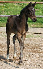 Trakehner colt by Summertime out of Greta Garbo by Alter Fritz