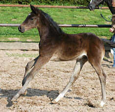 Trakehner colt by Summertime out of Greta Garbo by Alter Fritz