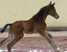 Trakehner Stutfohlen v. Summertime u.d. Greta Garbo v. Alter Fritz