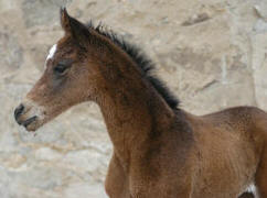 Trakehner Stutfohlen v. Summertime u.d. Greta Garbo v. Alter Fritz