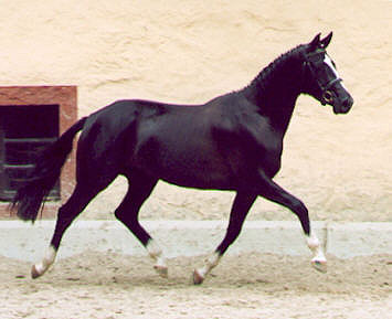 Premium-mare Greta Garbo by Alter Fritz - Kostolany - Champion ot the central mare grading 2003