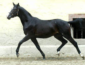2years old stallion by Summertime out of Greta Garbo by Alter Fritz, Trakehner Gestt Hmelschenburg - Beate Langels