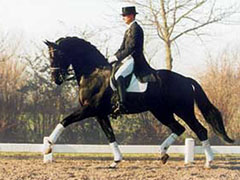 Gribaldi von Kostolany - Ibikus - HENGST DES JAHRES 2008