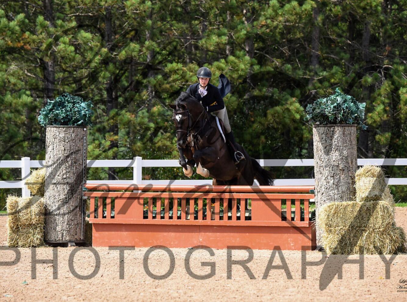 Guardiola -  5jhriger Trakehner von Saint Cyr u.d. Greta Garbo - Sommer 2019   -
Trakehner Gestt Hmelschenburg