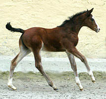 Filly by Alter Fritz - Red Patrick xx