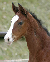 Filly by Alter Fritz out of St.Pr.St. Guendalina by Red Patrick xx