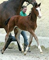 Filly by Alter Fritz out of St.Pr.St. Guendalina by Red Patrick xx