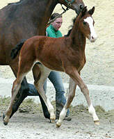 Stutfohlen von Alter Fritz und der St.Pr.St. Guendalina v. Red Patrick xx