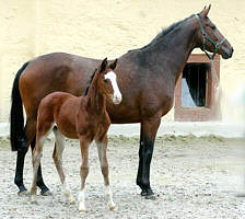 Filly by Alter Fritz - Red Patrick xx