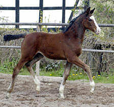 Filly by Alter Fritz out of Staatspremiummare Guendalina by Red Patrick xx