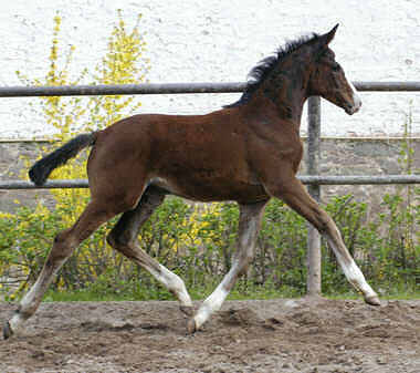 10 Wochen alt: Stutfohlen von Alter Fritz u.d. St.Pr.St. Guendalina von Red Patrick xx