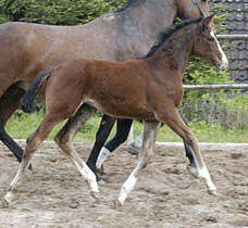 Stutfohlen von Alter Fritz und der St.Pr.St. Guendalina v. Red Patrick xx