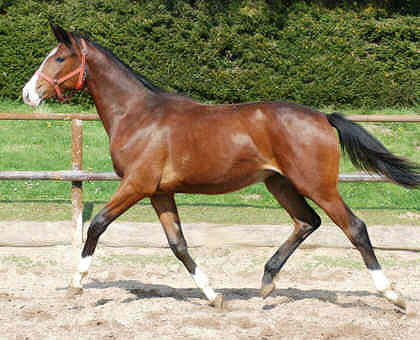 as a yearling: Guendita by Alter Fritz out of St.Pr.St. Guendalina by Red Patrick xx