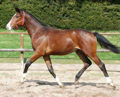 as a yearling: Guendita by Alter Fritz out of St.Pr.St. Guendalina by Red Patrick xx