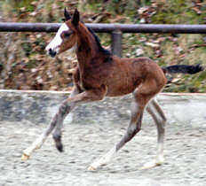 Hengstfohlen von Alter Fritz u.d. St.Pr.St. Guendalina v. Red Patrick xx