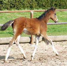 Colt by Alter Fritz out of St.Pr.St. Guendalina by Red Patrick xx