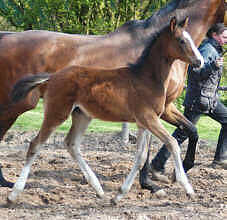 Trakehner colt by Alter Fritz - Red Patrick xx