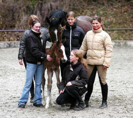 Hengstfohlen von Alter Fritz und der Staatsprmienstute Guendalina von Red Patrick xx