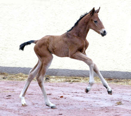 wenige Stunden alt: Trakehner Stutfohlen von Shavalou u.d. St.Pr.St. Guendalina von Red Patrick xx