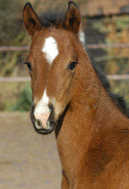 3 Wochen alt: Trakehner Stutfohlen von Shavalou u.d. St.Pr.St. Guendalina von Red Patrick xx