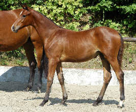 Trakehner filly of Shavalou - Red Patrick xx