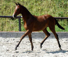 Trakehner Stutfohlen v. Shavalou - Red Patrick xx, Gestt Hmelschenburg - Beate Langels