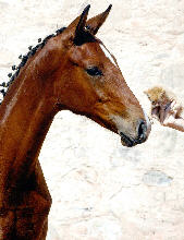 Trakehner Stutfohlen v. Shavalou - Red Patrick xx, Gestt Hmelschenburg - Beate Langels