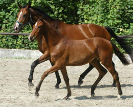 Trakehner Stutfohlen v. Shavalou - Red Patrick xx, Gestt Hmelschenburg - Beate Langels