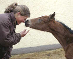 Trakehner Filly by Shavalou out of statepremiummare Guendalina by Red Patrick xx